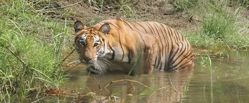 Bardia National Park Jungle Safari, landscape 1