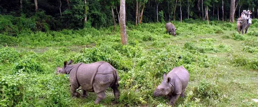Chitwan National Park Jungle Safari, landscape 1