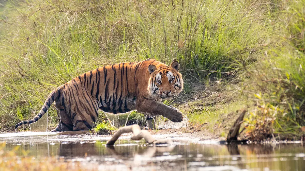 Bardia National Park Jungle Safari