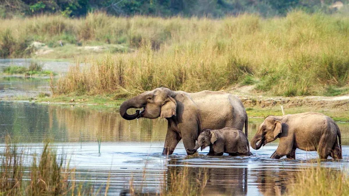 Chitwan National Park Jungle Safari