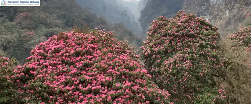 Ghorepani Poon Hill Trek