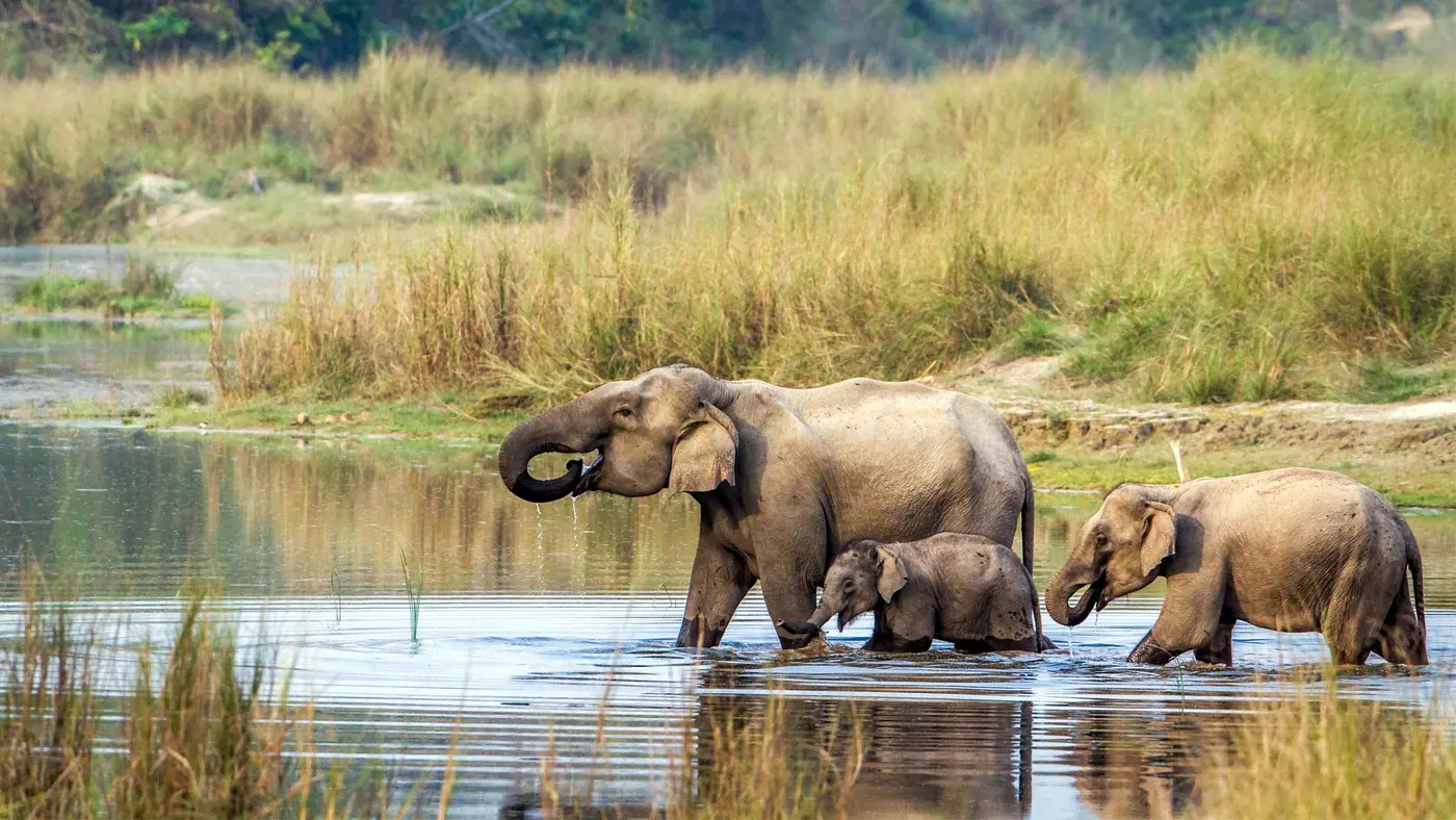Elephants at the water in Nepal